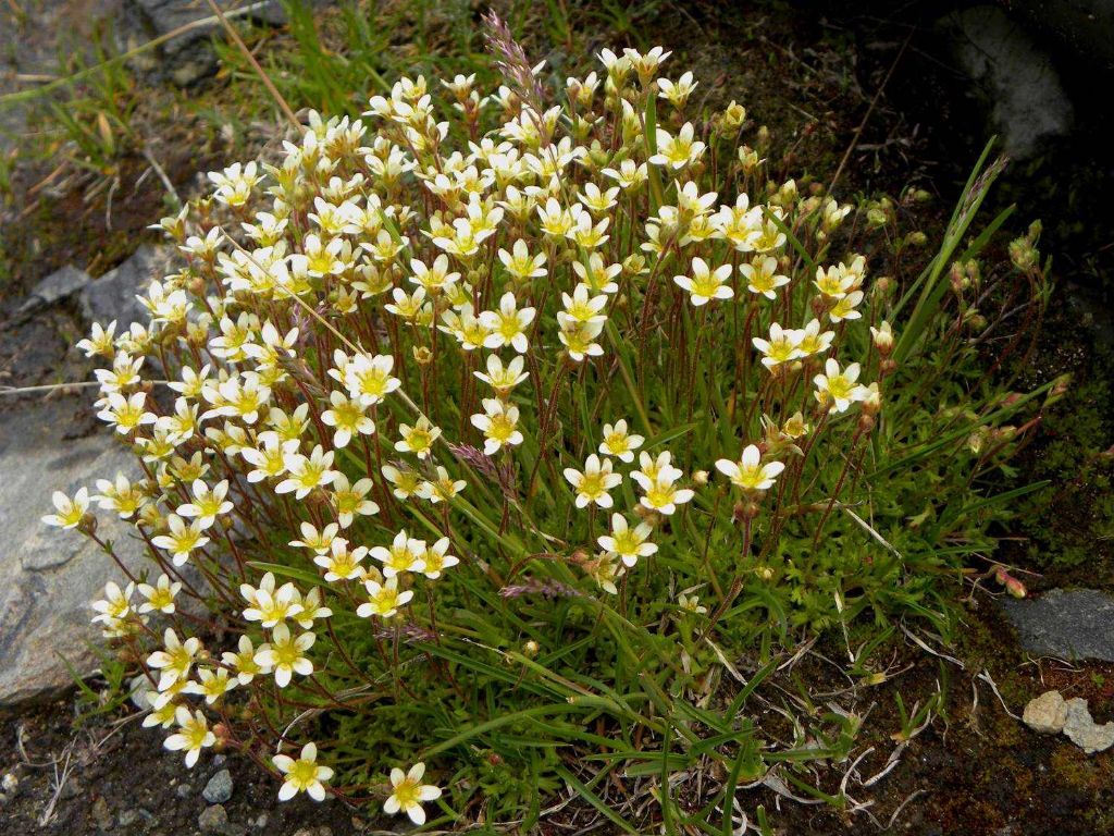 Saxifraga muscoides e Saxifraga sp.